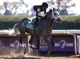 Knicks Go breezed to victory in the 2020 Breeders' Cup Dirt Mile. He takes 5/2 morning-line favorite status for Saturday's $6 million Breeders' Cup Classic against a wealth of tougher contenders. (Image: Horsephotos)