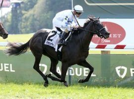 Princess Grace's victory in September's Ladies Turf Cup was her fourth consecutive stakes score. She is an 8/5 morning-line favorite to win her first Grade 1: the Matriarch Stakes at Del Mar. (Image: Coady Photography)