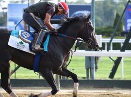 Three days after this workout, Rock Your World finished sixth of eight in the Belmont Stakes. He retired Monday with three wins in seven races, but none since winning the Santa Anita Derby in April. (Image: Janet Garaguso/Coglianese Photos)
