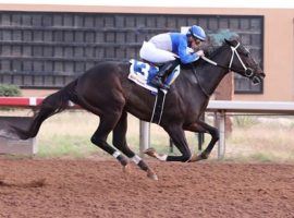 Super Stock didn't pay a super price, going off at 1/20 in the Zia Park Derby. But the Arkansas Derby winner and Kentucky Derby starter gave trainer Steve Asmussen and jockey Irad Ortiz Jr. one of three stakes victories at New Mexico's Zia Park. (Image: Coady Photography)