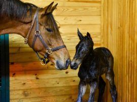 Beholder and the young Q B One, her first foal. Now 3-years-old, Q B One makes his debut at Santa Anita Sunday. (Image: Spendthrift Farm)