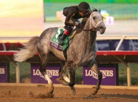 Knicks Go made the Breeders' Cup Classic look like a workout. He comes into his final race at next month's Grade 1 Pegasus World Cup looking for his ninth win in his last 11 races. (Image; Horsephotos)
