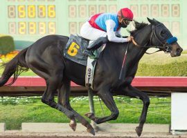 Kentucky Derby winner Medina Spirit collapsed and died Monday morning after a workout at Santa Anita Park. The 3-year-old colt never finished out of the money in 10 career races. (Image: Benoit Photo)