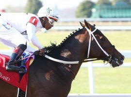 Nashville reeled off a record time winning the Perryville Stakes last November. He returns for the first time in nearly a year in a Friday Oaklawn Park allowance race. (Image: Keeneland/Coady Photography)