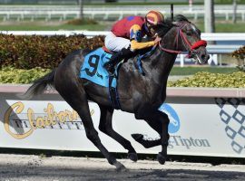 Strike Hard opens his 3-year-old campaign as a possible Kentucky Derby prospect in the Mucho Macho Man Stakes at Gulfstream Park. The Mucho Macho Man is the first of four Derby trail stops at Gulfstream Park. (Image: Ryan Thompson Photo)