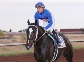 Super Stock won the Zia Park Derby Thanksgiving week. He wheels back as the favorite in the inaugural Poinsettia Stakes at Oaklawn Park. (Image: Coady Photography)