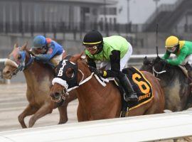 Courvoisier (center) outdueled Smarten Up (left) and Cooke Creek in the Aqueduct slop to win Saturday's Jerome Stakes. Connections for all three eye Aqueduct's next Kentucky Derby prep: the Feb. 5 Grade 3 Withers, next. (Image: Chelsea Durand/Coglianese Photo)