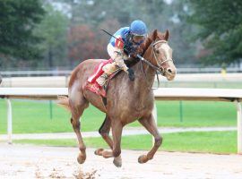 Kenny McPeek's Dash Attack splashed his way to victory New Year's Day in the Smarty Jones. Can he do the same on a dry track as the 7/2 second choice in the Grade 3 Southwest Stakes at Oaklawn Park? (Image: Coady Photography)