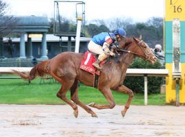 Dash Attack conquered 12 rivals and the Oaklawn Park slop Saturday, winning the Smarty Jones Stakes and giving trainer Kenny McPeek another Kentucky Derby contender. (Image: Coady Photography)