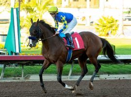 Despite only one race under his hooves, Doppelganger is the 8/5 morning-line favorite for Saturday's Grade 2 San Vicente Stakes at Santa Anita Park. He's one of three Bob Baffert colts in the field. (Image: Benoit Photo)