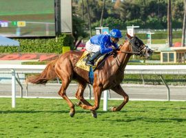 Mackinnon has been a turf force in his six races. Now, he tries dirt for the first time in the Grade 3 Sham Stakes at Santa Anita Park. (Image: Benoit Photo)