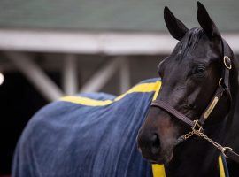 Medina Spirit takes it all in Derby week last April. The late Derby champion will get a steward's hearing with the Kentucky Horse Racing Commission regarding his Derby win Feb. 7. (Image: Pat McDonogh/Courier-Journal)