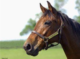 Popcorn Deelite's biggest victory came on the big screen: as Seabiscuit in the Oscar-winning 2003 movie. The journeyman Throughbred died of complications from colic. (Image: Flashpoint/Old Friends)