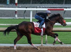 Straight Up G is owned by sports-talk radio figure Jim Rome. The 3-year-old is the favorite for Saturday's Cal Cup Derby at Santa Anita Park. (Image: Ernie Belmonte Photo)