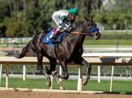 Adare Manor closed the door on her four rivals in Sunday's Grade 3 Las Virgenes Stakes at Santa Anita. The Bob Baffert filly follows in the hoofprints of Champion Sprinter Gamine, who retired this year. (Image: Benoit Photo)