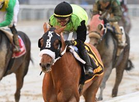 Courvoisier splashed home in the Jerome Stakes New Year's Day. He's trying to become the first horse in 32 years to win both the Jerome and Withers: Aqueduct's first two Kentucky Derby preps. (Image: Joe Labozzetta/NYRA Photo)