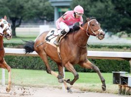 Lone Rock's first Oaklawn Park stakes victory came in this Tinsel Stakes score in December. He is the 3/1 morning-line favorite in Saturday's Grade 3 Razorback Handicap. (Image: Coady Photography)