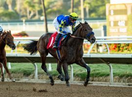 Messier may not be eligible for Kentucky Derby points, but he's the one to beat in Sunday's Grade 3 Robert B. Lewis Stakes at Santa Anita Park. (Image: Benoit Photo)