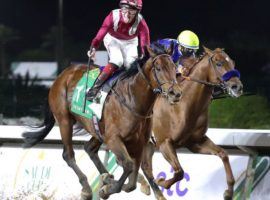 After winning last year's Saudi Cup, Mishriff can set a career earnings record with a victory in Saturday's Group 1 $20 million race. (Image: Coady Photography)