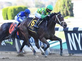 Mo Donegal already owns a two-turn victory. He goes for his second graded stakes victory as the 3/1 morning line favorite in the Grade 3 Holy Bull at Gulfstream Park Saturday. (Image: Chelsea Durand/NYRA)