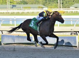 Olympiad, seen here winning a January Gulfstream Park allowance, is the tepid 3/1 favorite in Saturday's Grade 3 Mineshaft Stakes at Fair Grounds. (Image: Coglianese Photos/G. Sonny Hughes)