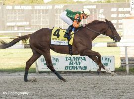 Classic Causeway won his second Tampa Bay Downs Kentucky Derby prep Saturday, winning the Tampa Bay Derby on a record handle day at Tampa Bay Downs. (Image: SV Photography)