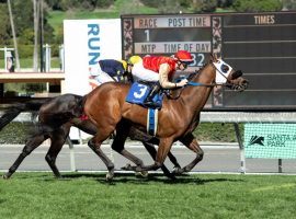 Count Again is the likely favorite for the Grade 1 Frank E. Kilroe Mile at Santa Anita Park, one of Saturday's 15 combined stakes races at Santa Anita and Gulfstream parks. (Image: Benoit Photography)