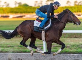 Greatest Honour hasn't raced since finishing third in the Florida Derby 11 1/2 months ago. He has trained toward running in Saturday's Challenger Stakes at Tampa Bay Downs. (Image: Dana WImpfheimer)