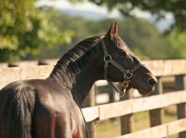 Grindstone won three of six lifetime races, including the 1996 Kentucky Derby. The sire of more than 300 winners died at 29. (Image: Oakhurst Equine Veterinary Services)