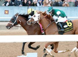 Plainsman (left) held off Thomas Shelby to win February's Grade 3 Razorback Handicap. Plainsman is the 3/1 favorite to win Saturday's Grade 3 Essex Handicap at Oaklawn Park. (Image: Coady Photography)