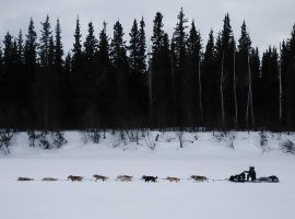 Dallas Seavey and his sled dogs arrive at the Nikolai Checkpoint at the 2022 Iditarod. (Image: Jeff Chen/Alaska Public Media)