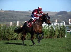 Tiger Roll, one of the most beloved horses in the UK, fell just short of going out a winner in his farewell race at the Cheltenham Festival. (Image: Gordon Elliott/Twitter)
