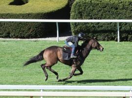 Campanelle works out before her 4-year-old debut awaits in Saturday's Giant's Causeway Stakes at Keeneland. That is the opening leg to this week's Cross Country Pick 5. (Image: Coady Photography)