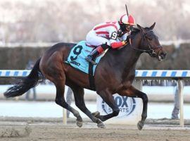 Early Voting is one of three unbeaten horses competing for guaranteed Kentucky Derby berths in the Grade 2 Wood Memorial. (Image: Coglianese Photo/Chelsea Durand)