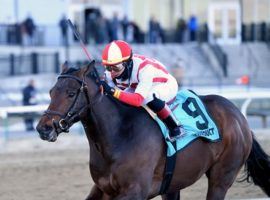 Early Voting won the Grade 3 Withers in February. But the front-running Gun Runner colt is likely to skip the Kentucky Derby for the Preakness Stakes, according to his trainer, Chad Brown. (Image: Coglianese Photos/Janet Garaguso)