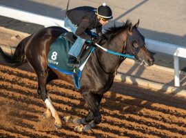 Midnight Bourbon finished a game third in February's Saudi Cup, the 13th and final time in 16 races he finished in the money. The 4-year-old Tiznow colt died suddenly in his Churchill Downs stall Sunday. (Image: Jockey Club of Saudi Arabia/Mahmoud Khamed)