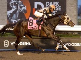 Champion Mighty Heart's last victory came in November's Grade 2 Autumn Stakes at Woodbine. The two-Time Canadian Horse of the Year opens his 5-year-old season Saturday in the Grade 3 Ben Ali at Keeneland. (Image: Woodbine/Michael Burns Photo)