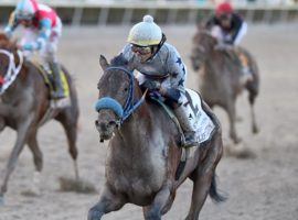 Simplification won the Grade 2 Fountain of Youth from seventh on the backstretch. His versatile style and other factors make him a good long shot Kentucky Derby pick. (Image: Coglianese Photos/Ryan Thompson)