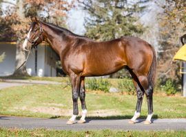 War of Will just completed his first year at stud last year. Claiborne Farm signed a NIL agreement to promote the stallion with University of Kentucky quarterback Will Levis. (Image: Claiborne Farm)