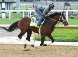 Ethereal Road was a late Kentucky Derby scratch who won't run the Preakness Stakes either. He is entered in the undercard Sir Barton with an eye toward the Belmont Stakes. (Image: Coady Photography)