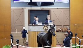 This 2-year-old colt set numerous records when he brought $3.55 million in auction Tuesday in Maryland. (Image: Fasig-Tipton Photo)