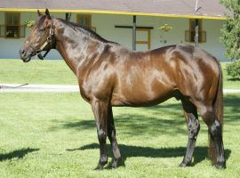 Flatter enjoyed a modest racing career, but a stellar stallion career at Claiborne Farm. He was euthanized due to the effects of old age. (Image: Claiborne Farm)