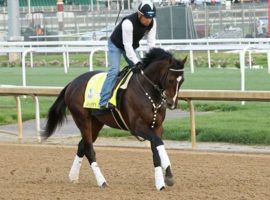 Gutsy Happy Jack will try giving trainer Doug O'Neill his second Preakness Stakes title. (Image: Churchill Downs/Coady Photography)