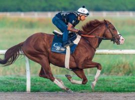 Last fall, Jack Christopher was expected to be one of the horses to watch in the Kentucky Derby. Instead, an injury put him into the Grade 2 Pat Day Mile, one of the eight stakes on Churchill Downs' Derby Day card. (Image: Dana WImpfheimer)