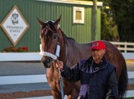 Fourth-place Kentucky Derby finisher Simplification became the first Preakness Stakes contender arriving at Pimlico Race Course Tuesday. (Image: Jerry Dzierwinski/Maryland Jockey Club)