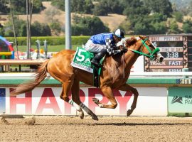 Stilleto Boy won the Grade 2 Californian on the lead. The question is: can he win the Grade 1 Hollywood Gold Cup in the same fashion? (Image: Benoit Photo)