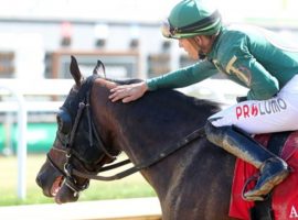 Tyler Gaffalione pats Bango afer the pair won the Listed Arisitides Stakes Saturday. Bango's victory at 10/1 gave him seven wins at Churchill Downs. (Image: Coady Photography)