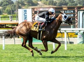 Carpe Vinum won a one-mile turf allowance Friday that gave trainer Phil D'Amato the Sant Anita Park Winter/Spring Meet training record. (Image: Benoit Photo)