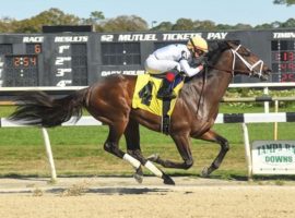 Emmanuel's last victory came in this allowance optional-claimer at Tampa Bay Downs three starts ago in January. He makes his turf debut in Saturday's Grade 2 Pennine Ridge at Belmont Park. (Image: SV Photography)