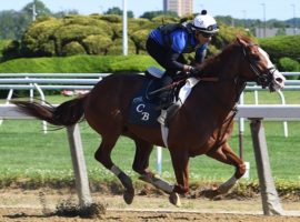Jack Christopher puts in a workout before Saturday's Grade 1 Woody Stephens at Belmont Park. The one-time Kentucky Derby hopeful is the 1/2 favorite to remain undefeated. (Image: Coglianese Photos/Susie Raisher)